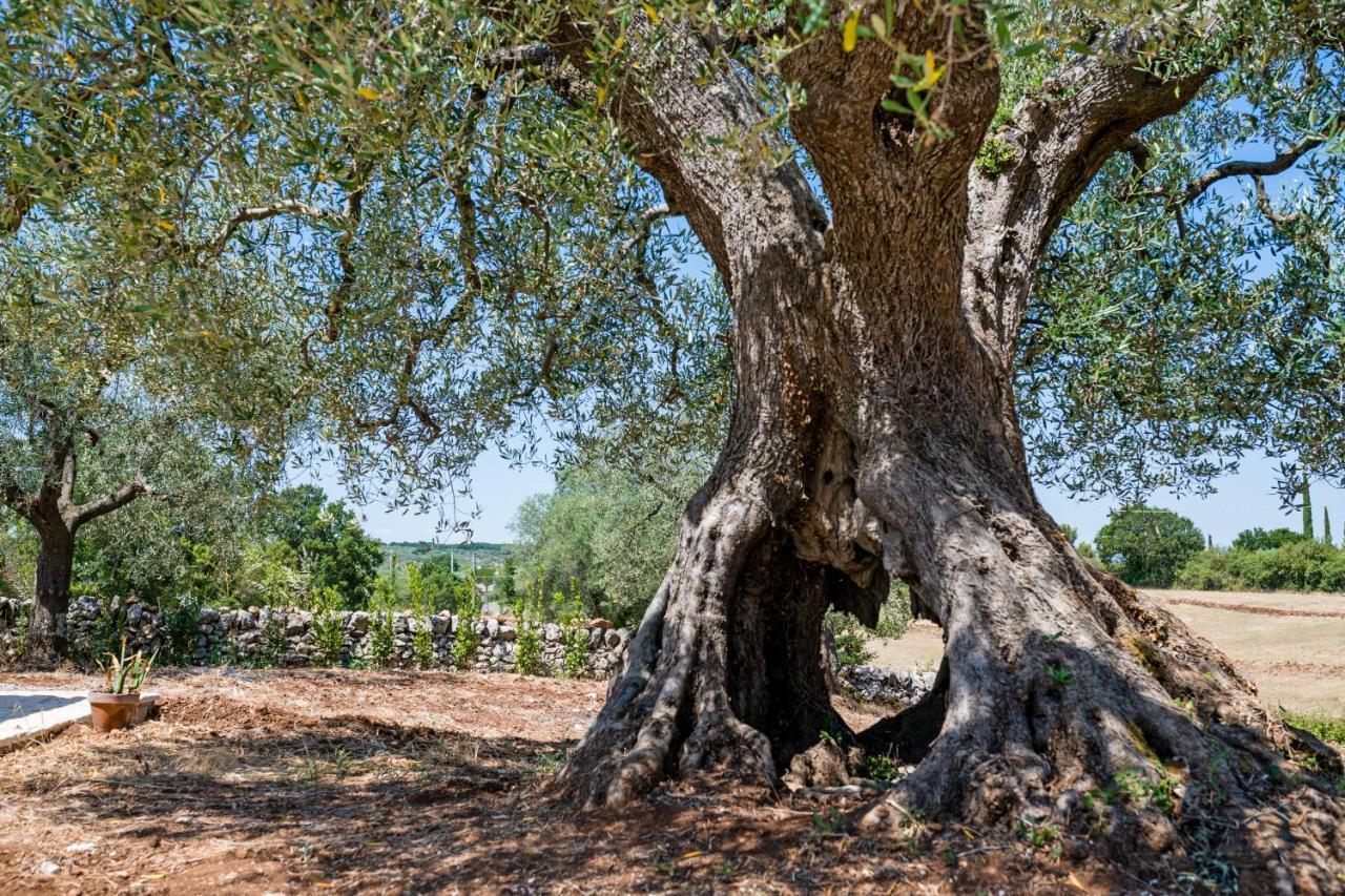 Villa Il Trullo Della Rondinina à Alberobello Extérieur photo